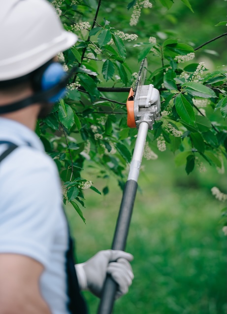 Tree trimming to remove overgrown branches